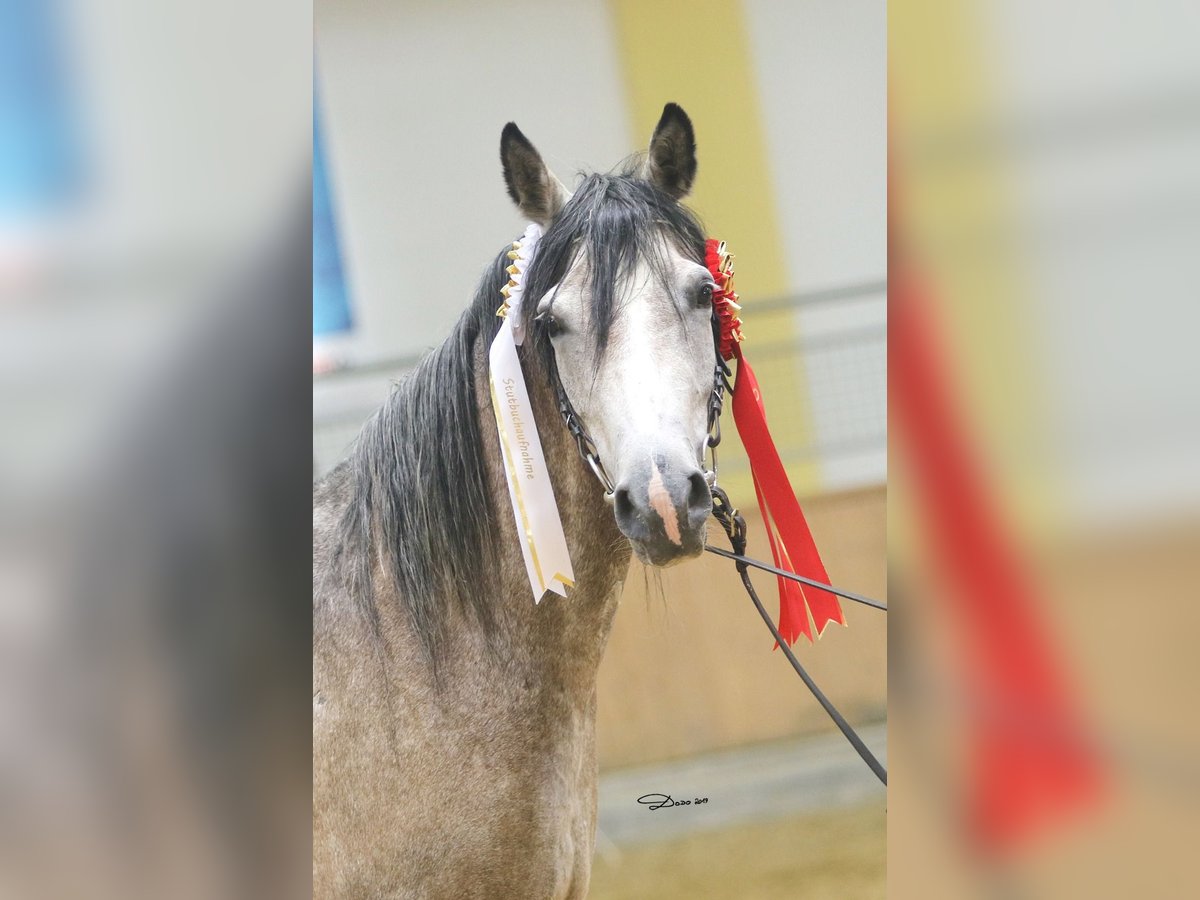 Shagya Araber Stute 12 Jahre 153 cm Fliegenschimmel in Brennberg