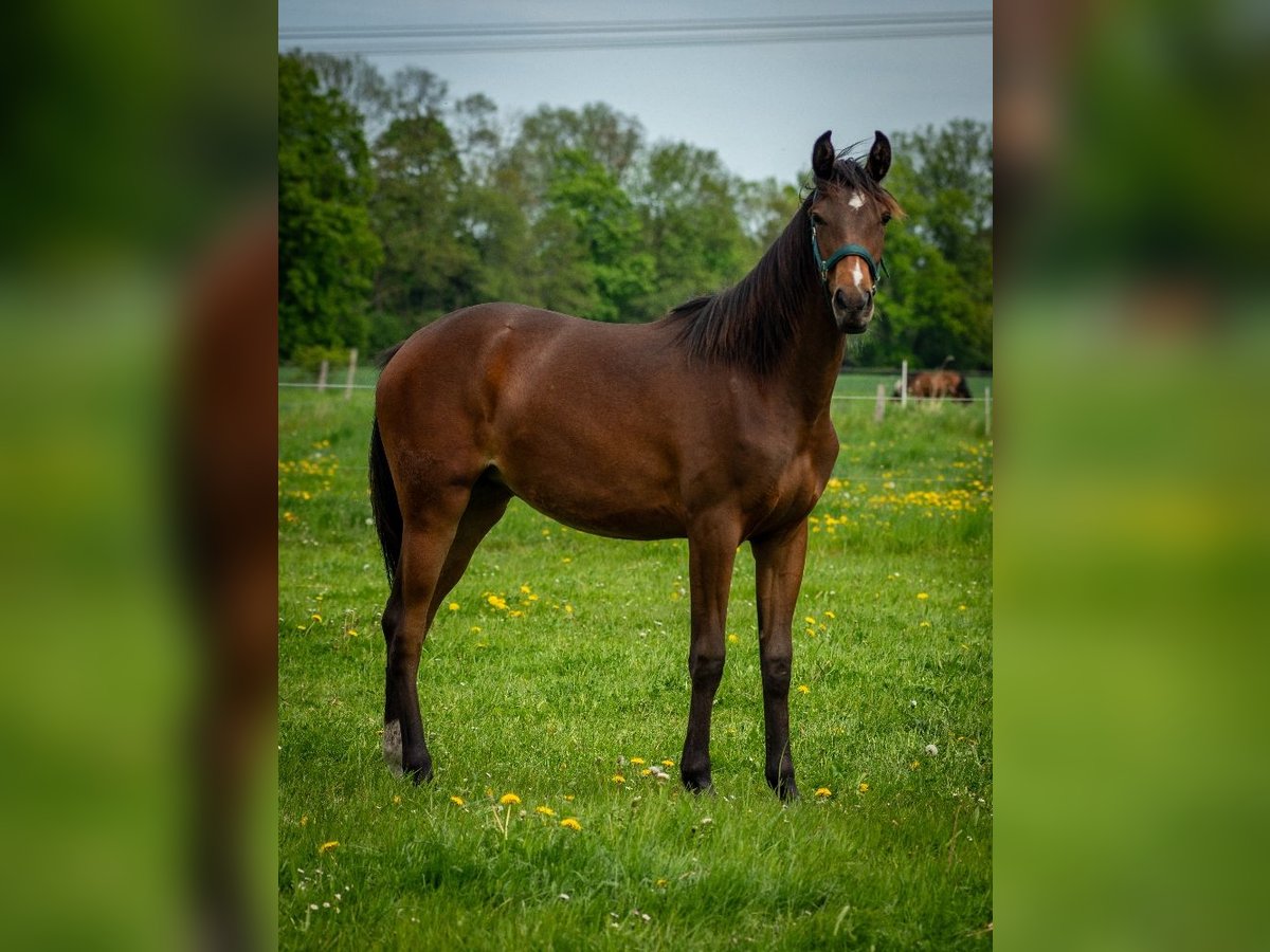 Shagya Araber Stute 1 Jahr 159 cm Brauner in Friesack