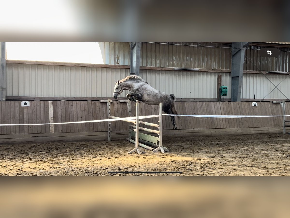 Shagya Araber Stute 5 Jahre 152 cm Schimmel in Aukrug