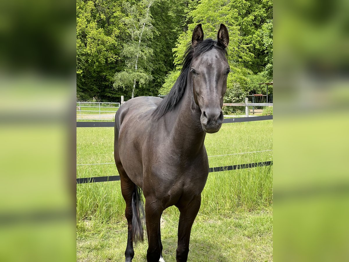 Shagya Araber Stute 5 Jahre 157 cm Rappe in Wolfenb&#xFC;ttel