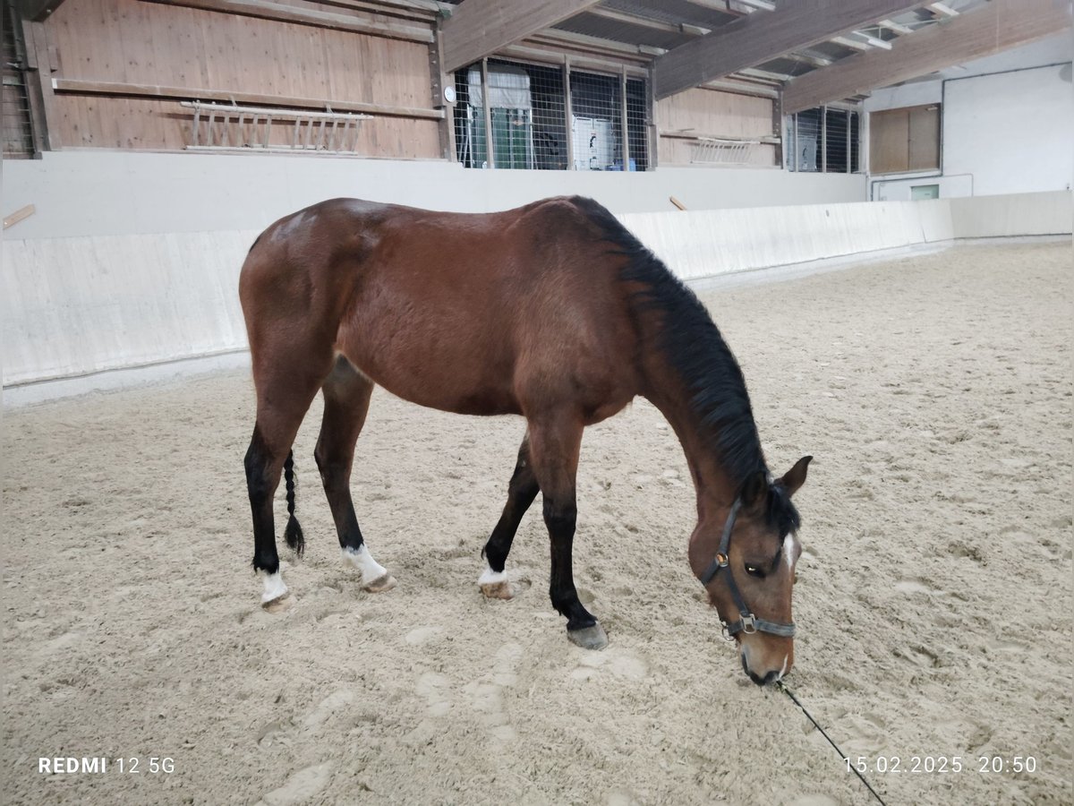 Shagya Araber Stute 8 Jahre 156 cm Brauner in Gaggenau