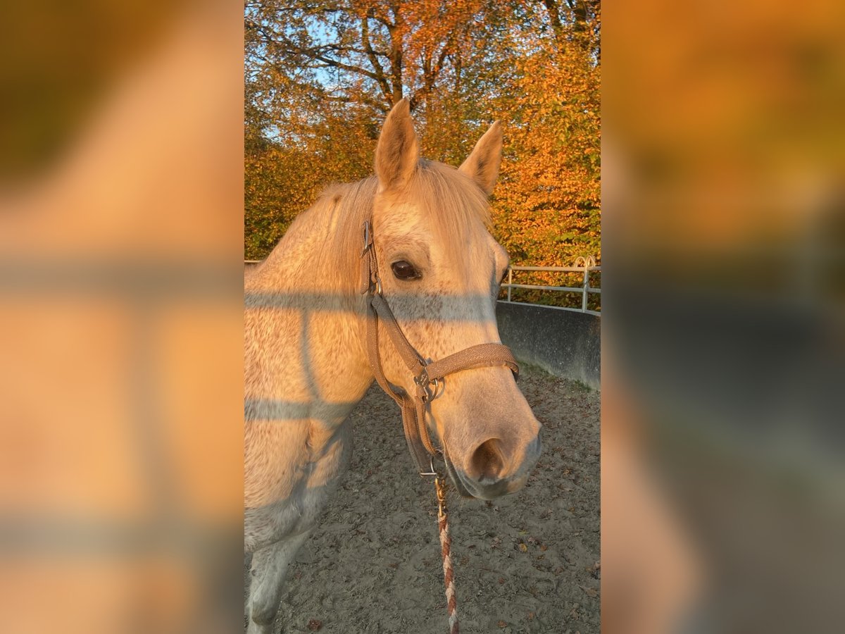 Shagya Araber Wallach 14 Jahre 149 cm Schimmel in Radevormwald