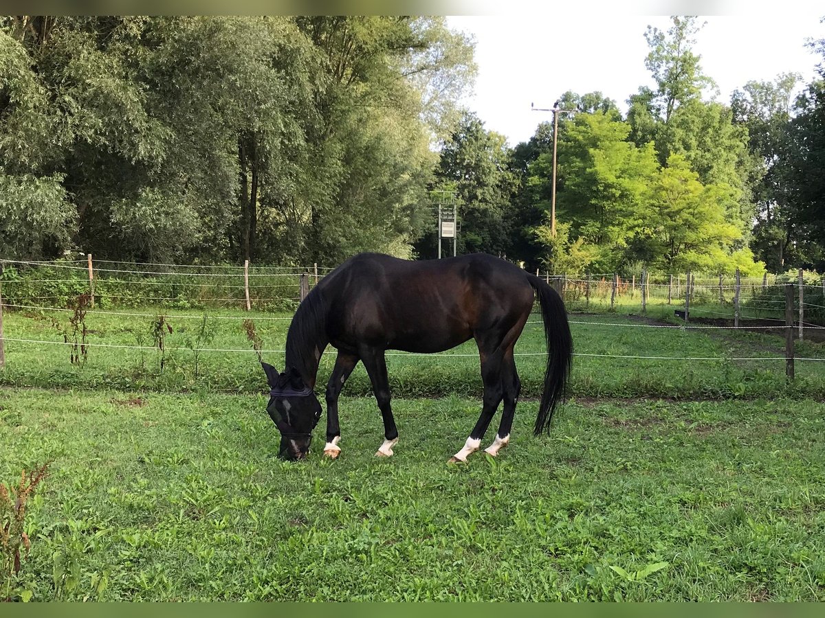 Shagya Araber Wallach 18 Jahre 165 cm in Buchloe