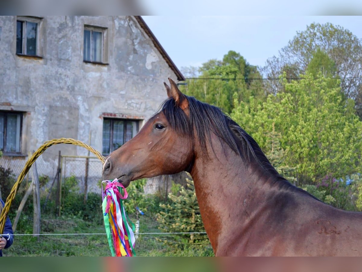 Shagya Araber Wallach 3 Jahre 151 cm Brauner in Fr&#xFD;dlant