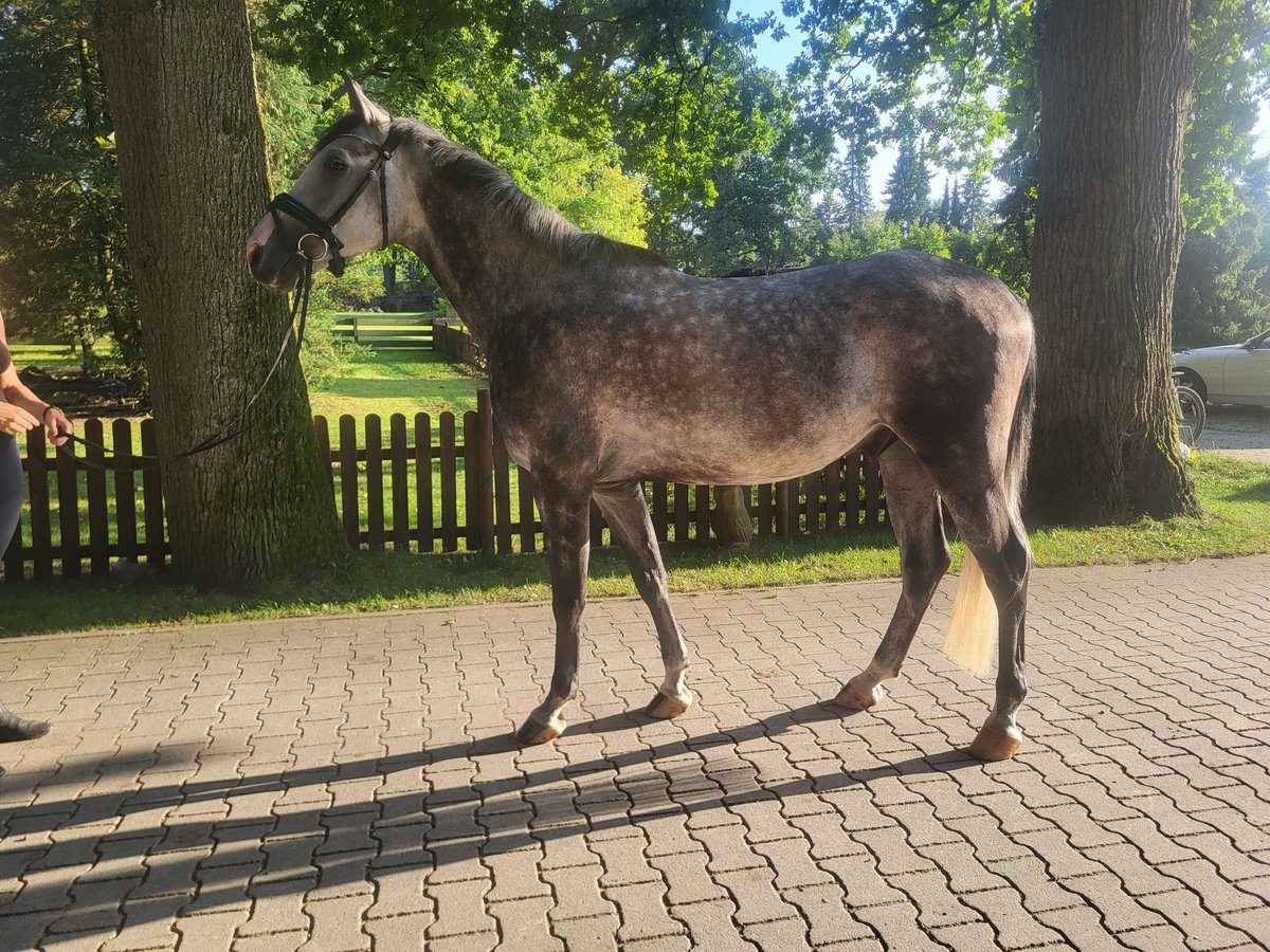 Shagya Araber Wallach 4 Jahre Apfelschimmel in Egestorf