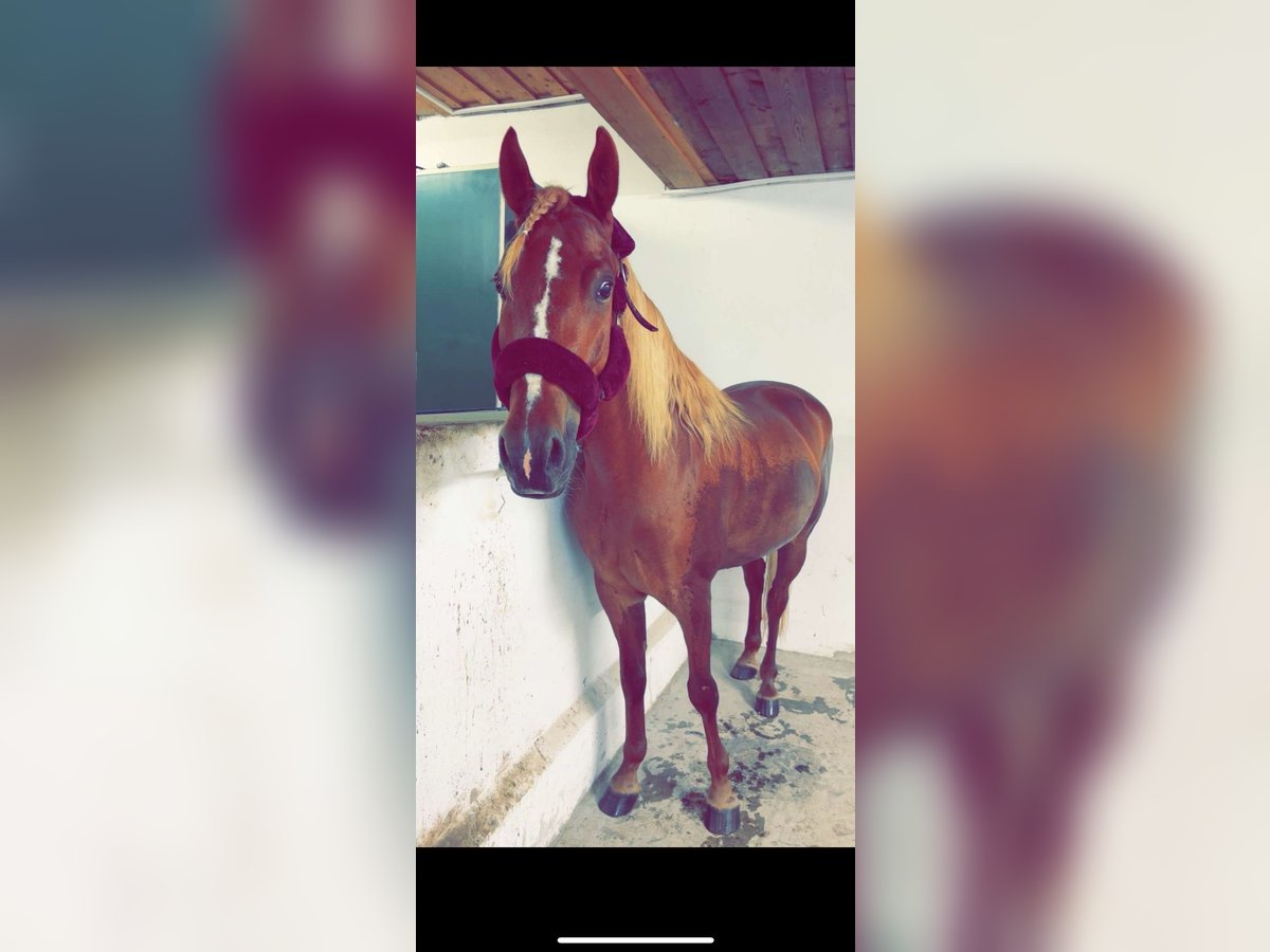 Shagya Araber Mix Wallach 5 Jahre 143 cm Fuchs in Vilshofen
