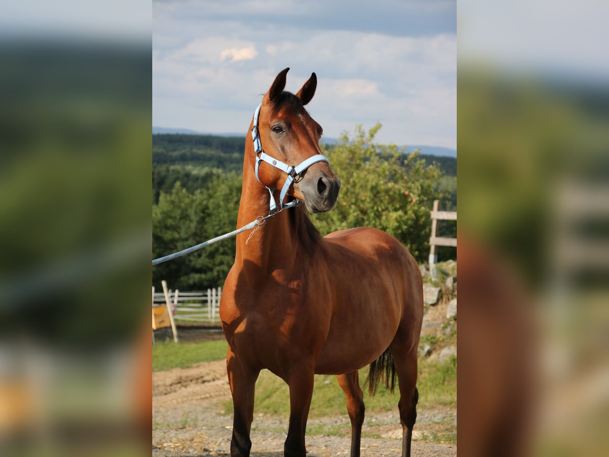 Shagya Araber Wallach 5 Jahre 154 cm Brauner in Neuhaus in der Wart