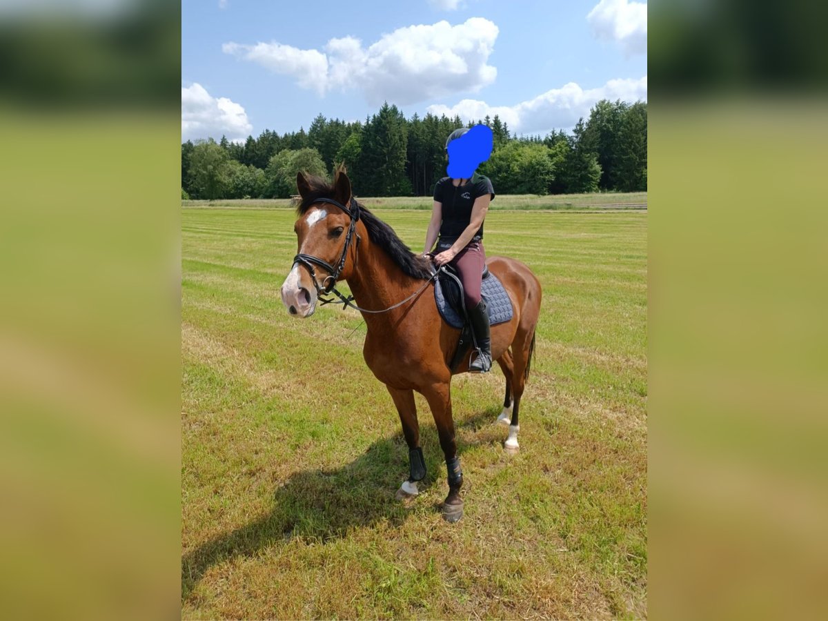 Shagya Araber Wallach 7 Jahre 163 cm Brauner in Herbrechtingen