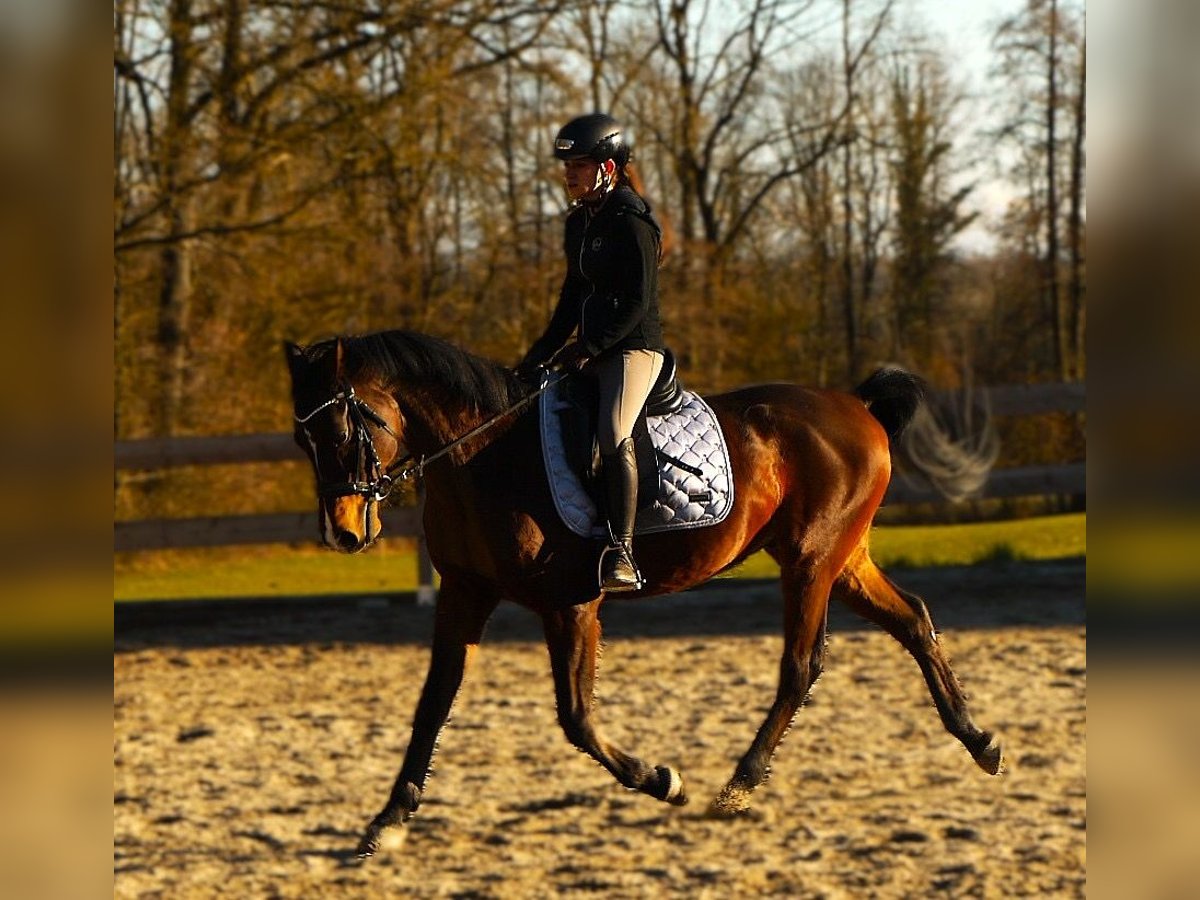 Shagya Araber Wallach 9 Jahre 155 cm Brauner in Tollet