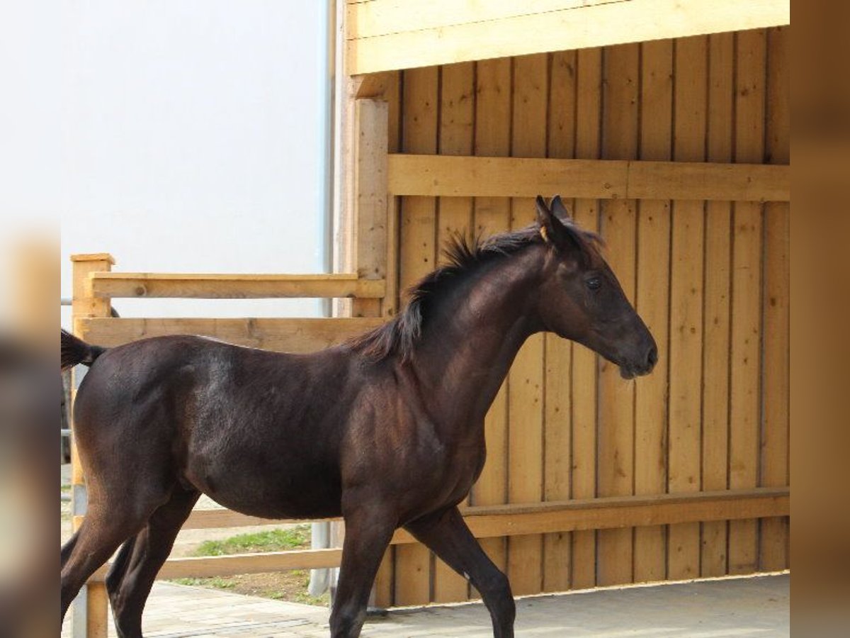 Shagya Arabian Étalon 1 Année 160 cm Noir in Tiefenbach