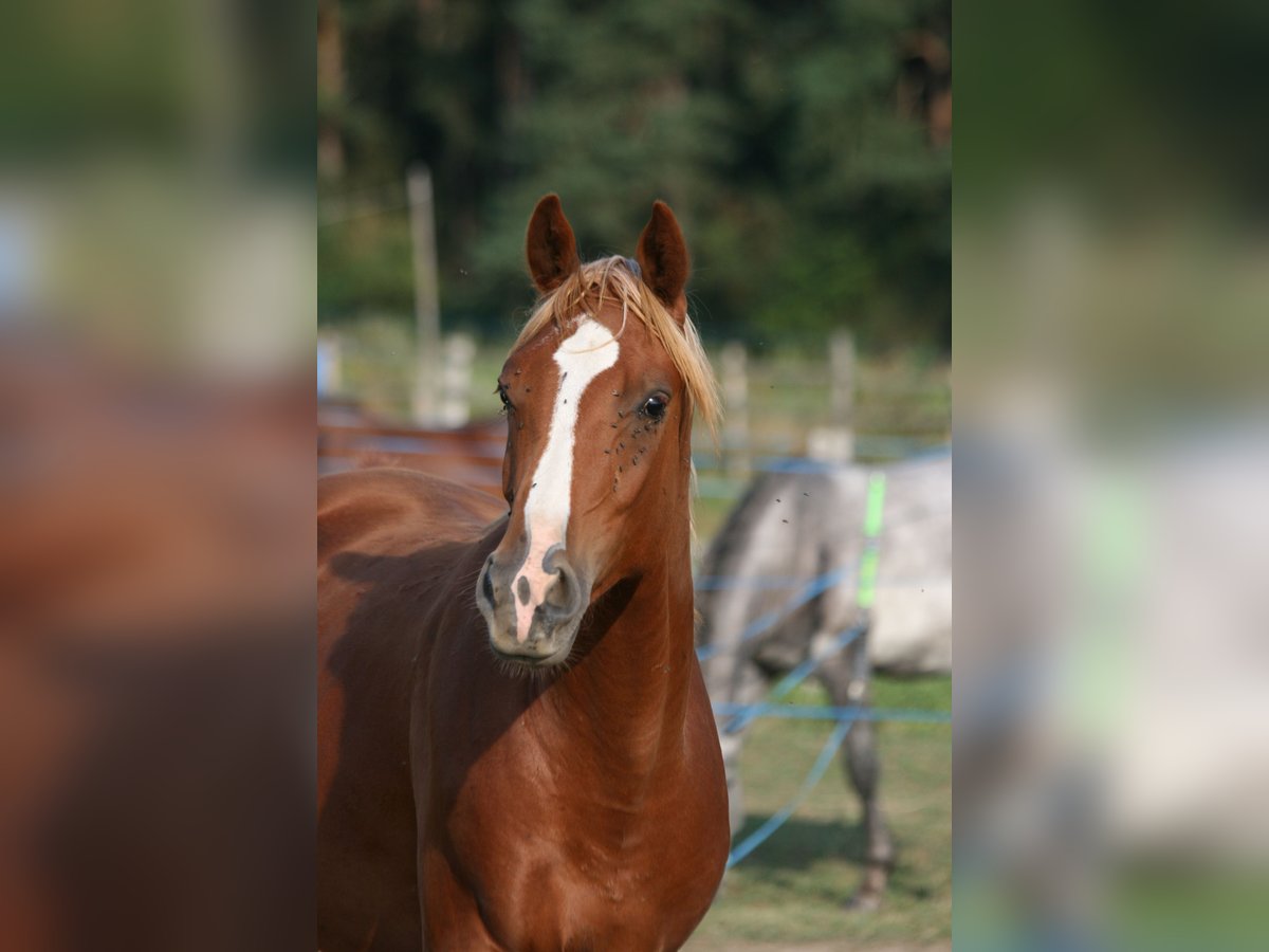 Shagya Arabian Étalon 1 Année Alezan in plzen