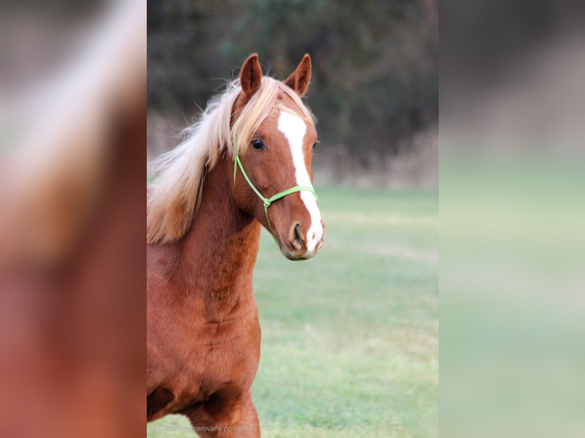 Shagya Arabian Étalon 1 Année Alezan in plzen