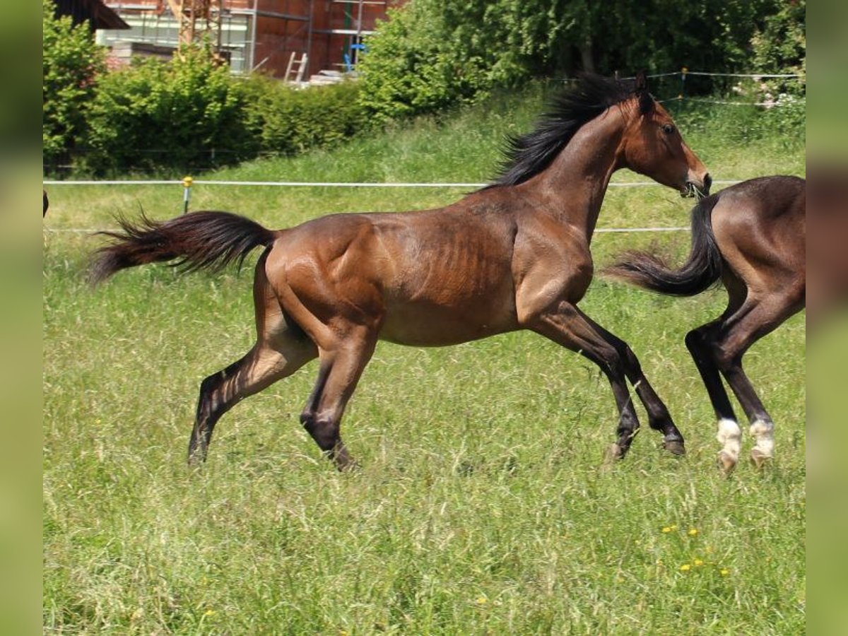 Shagya Arabian Étalon 1 Année Bai in Tiefenbach