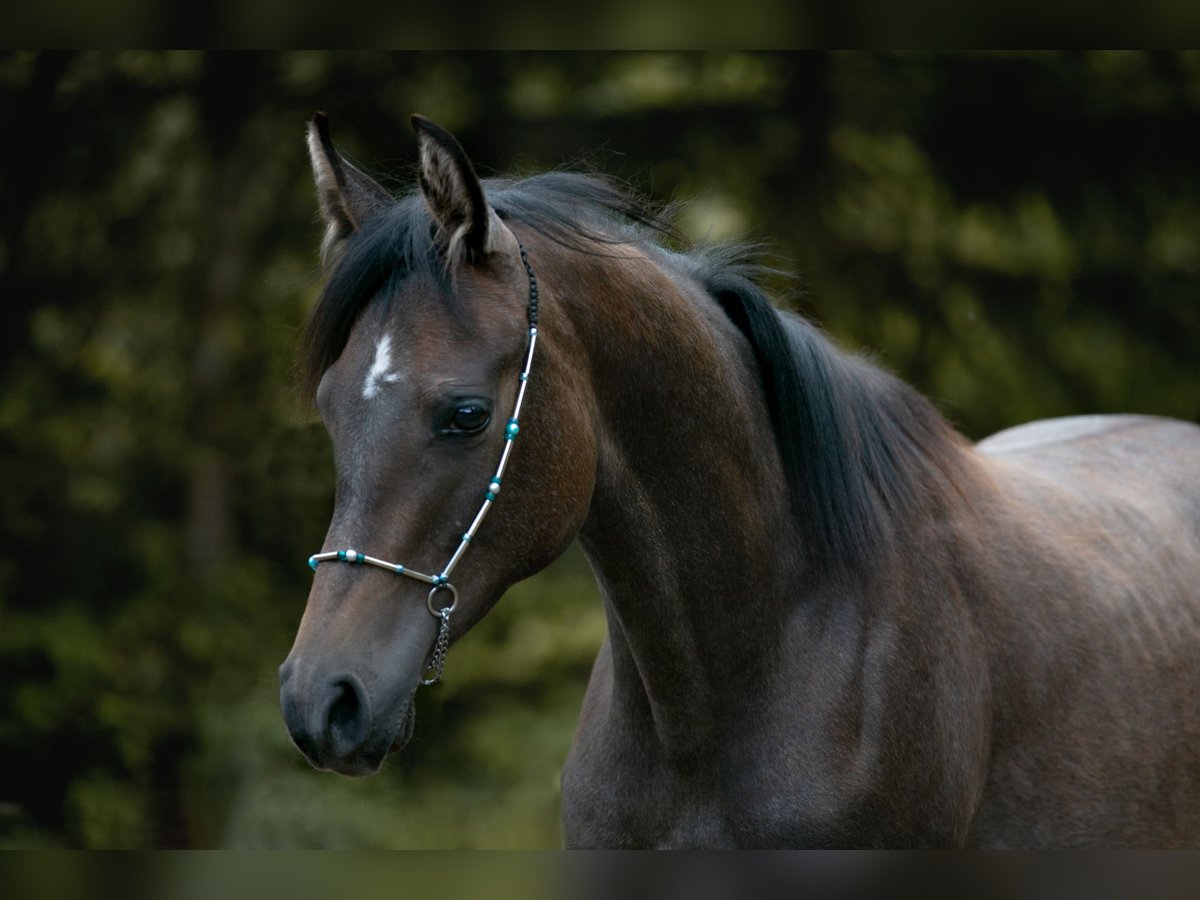 Shagya Arabian Étalon 1 Année Peut devenir gris in Winzer