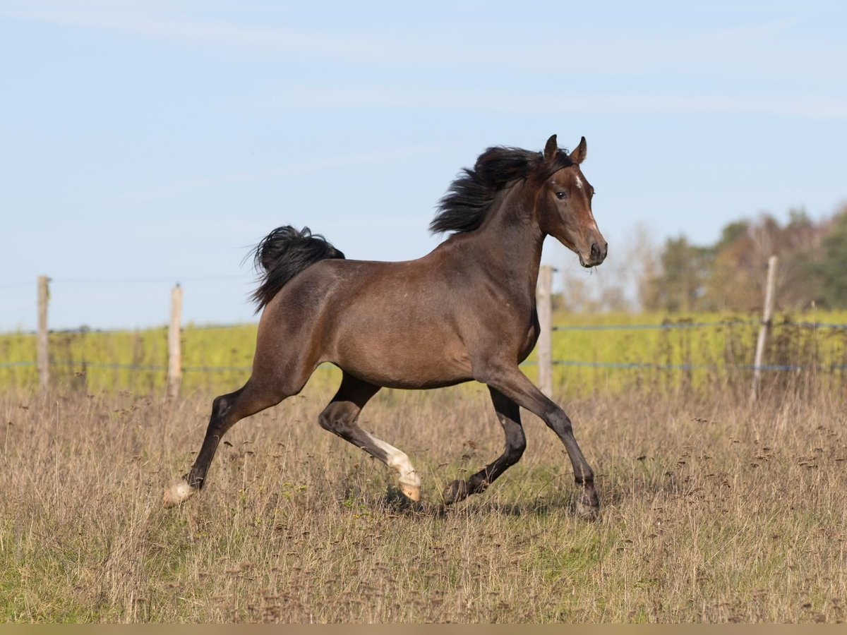 Shagya Arabian Étalon 2 Ans Gris in Plzen