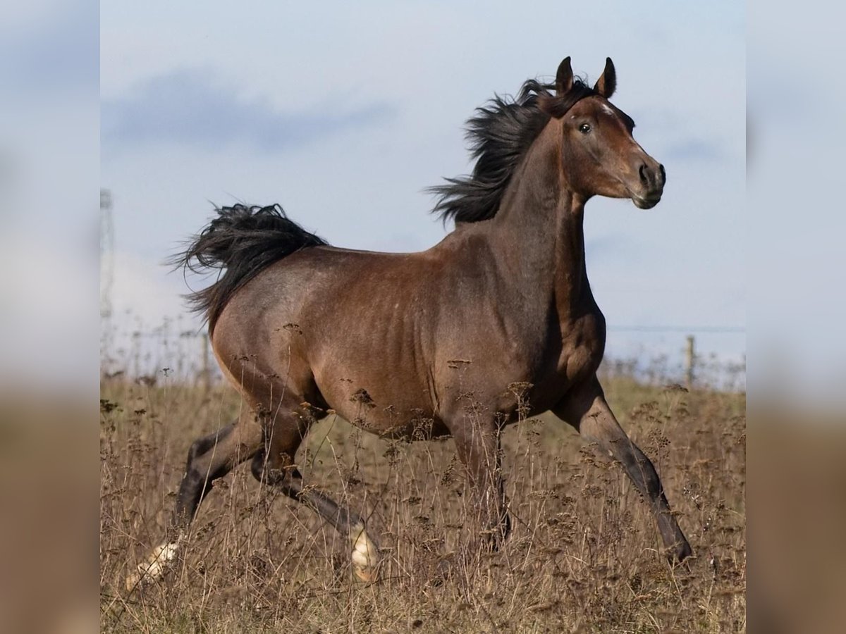 Shagya Arabian Étalon 2 Ans Gris in Plzen