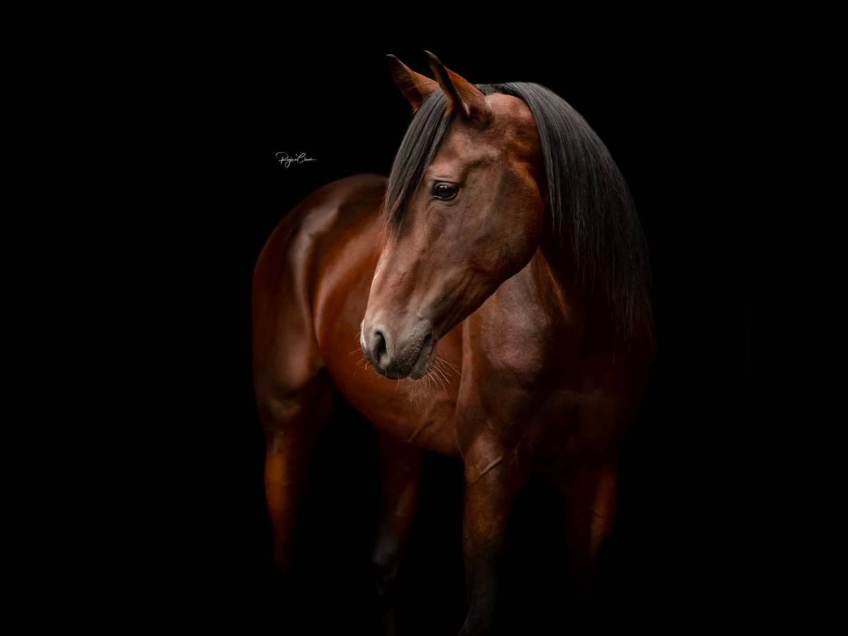 Shagya Arabian Étalon in Rotenburg an der Fulda