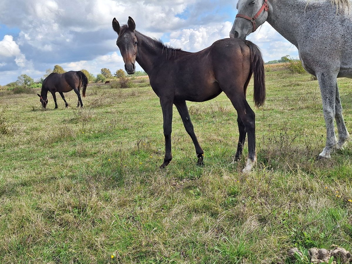 Shagya Arabian Étalon Poulain (03/2024) 140 cm in RÉDICS