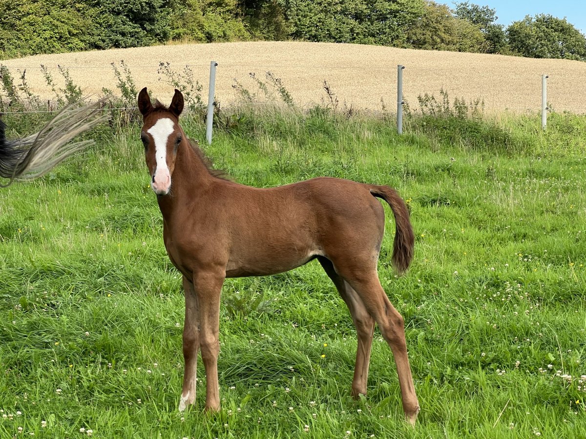 Shagya Arabian Gelding 2 years 15,2 hh Can be white in Königswinter