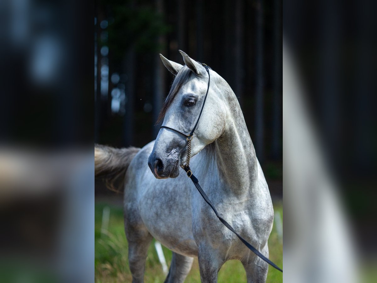 Shagya Arabian Gelding 3 years 15,2 hh Gray in Komárov