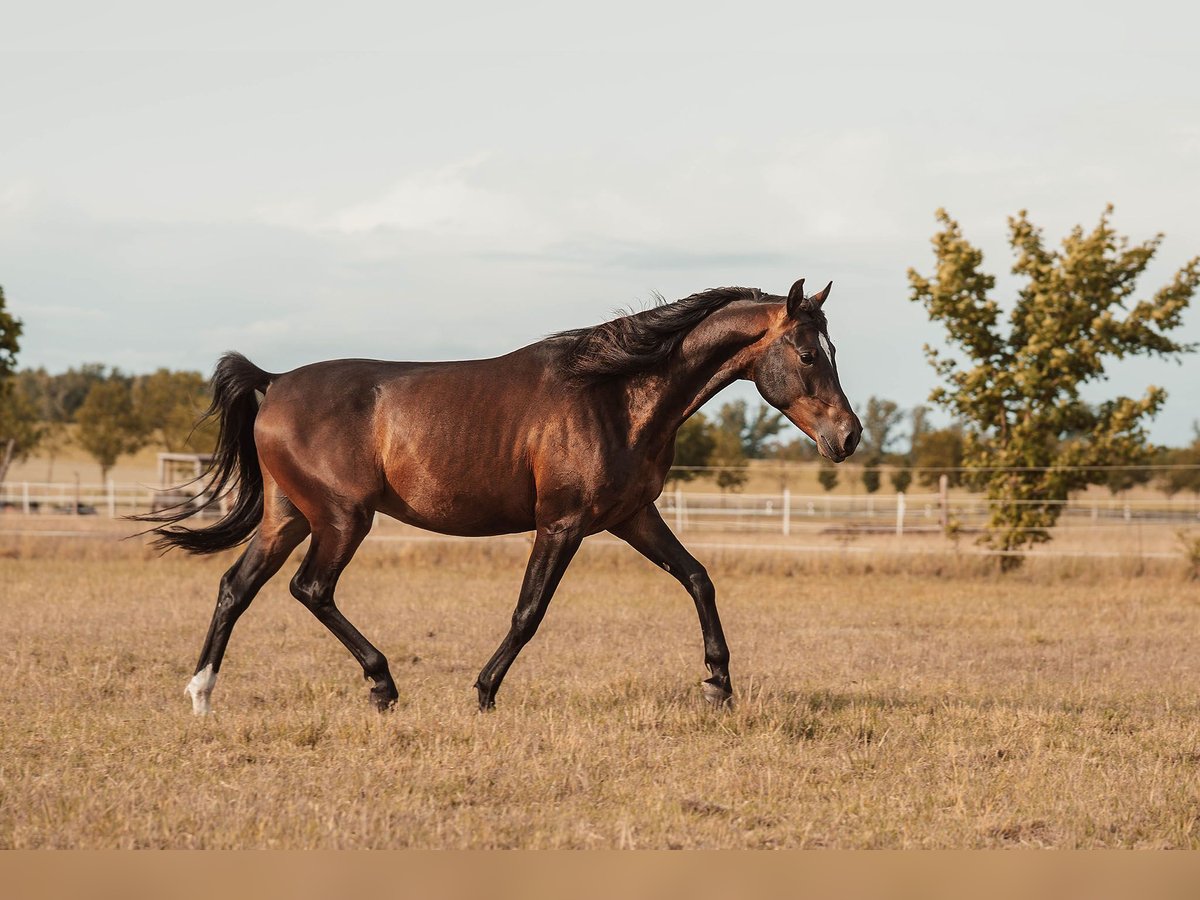 Shagya Arabian Gelding 3 years 15,1 hh Brown in Sch&#xF6;nwalde-Glien OT Wansdorf