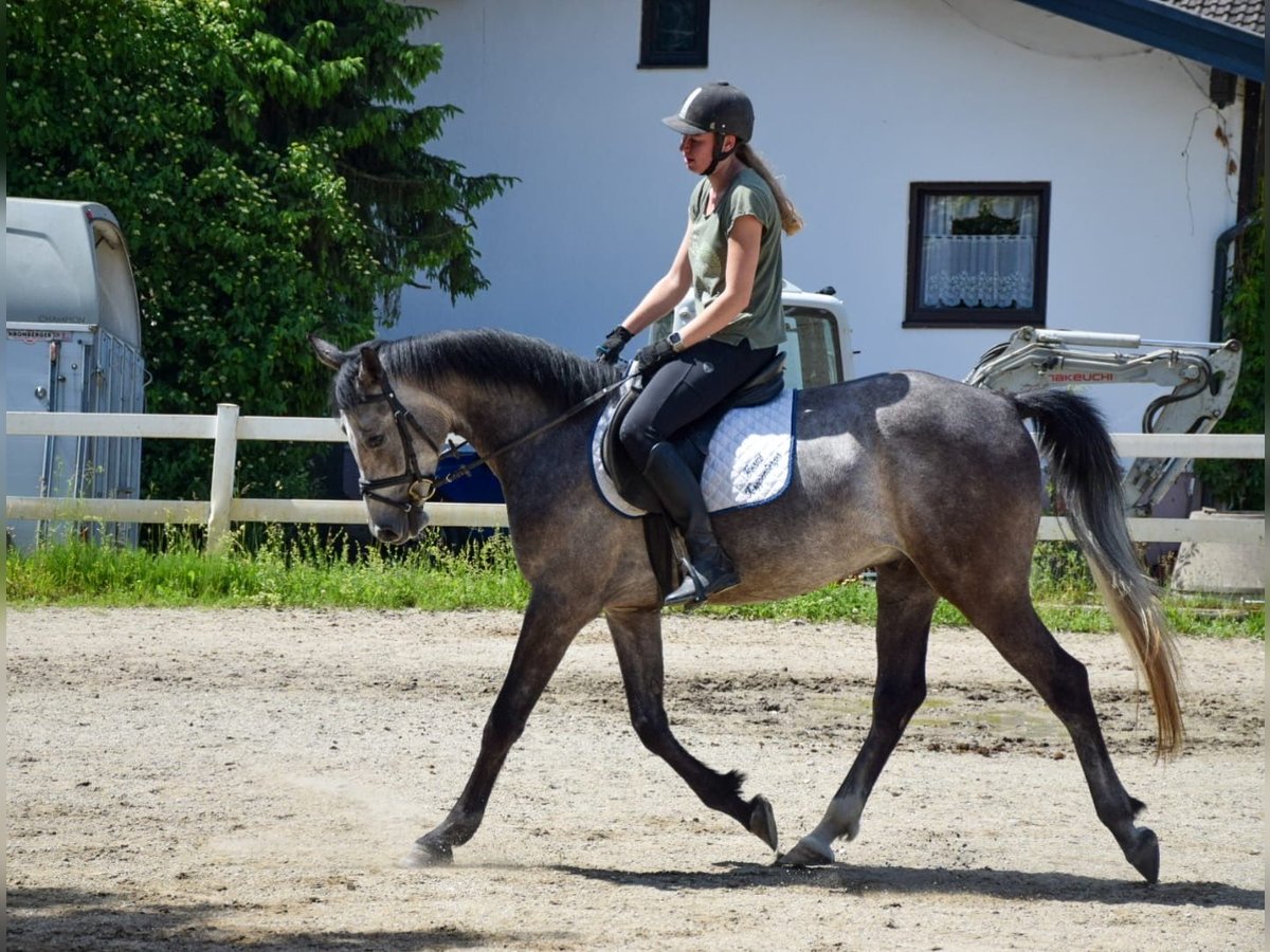 Shagya Arabian Gelding 4 years 15,2 hh Gray in Mauerkirchen