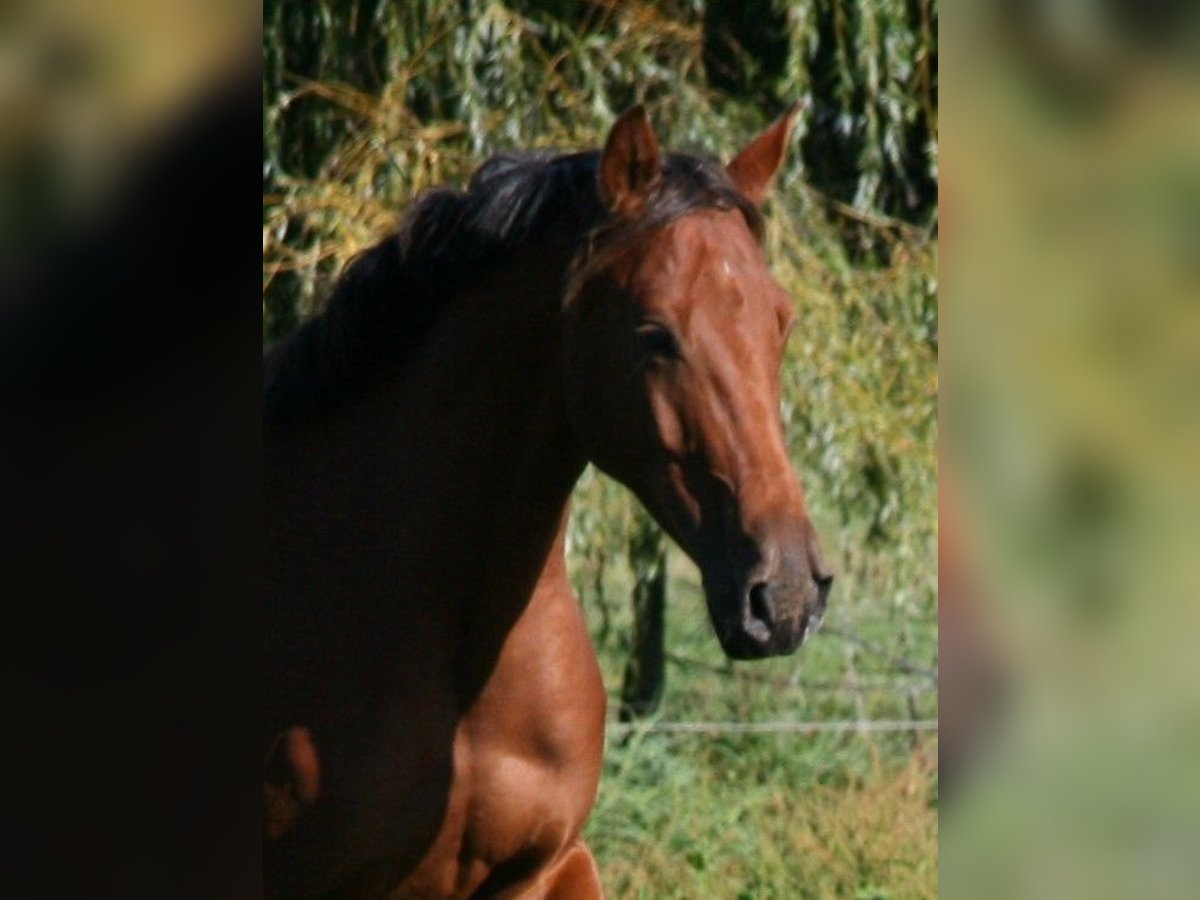 Shagya Arabian Gelding 4 years 16 hh Brown in Friesack