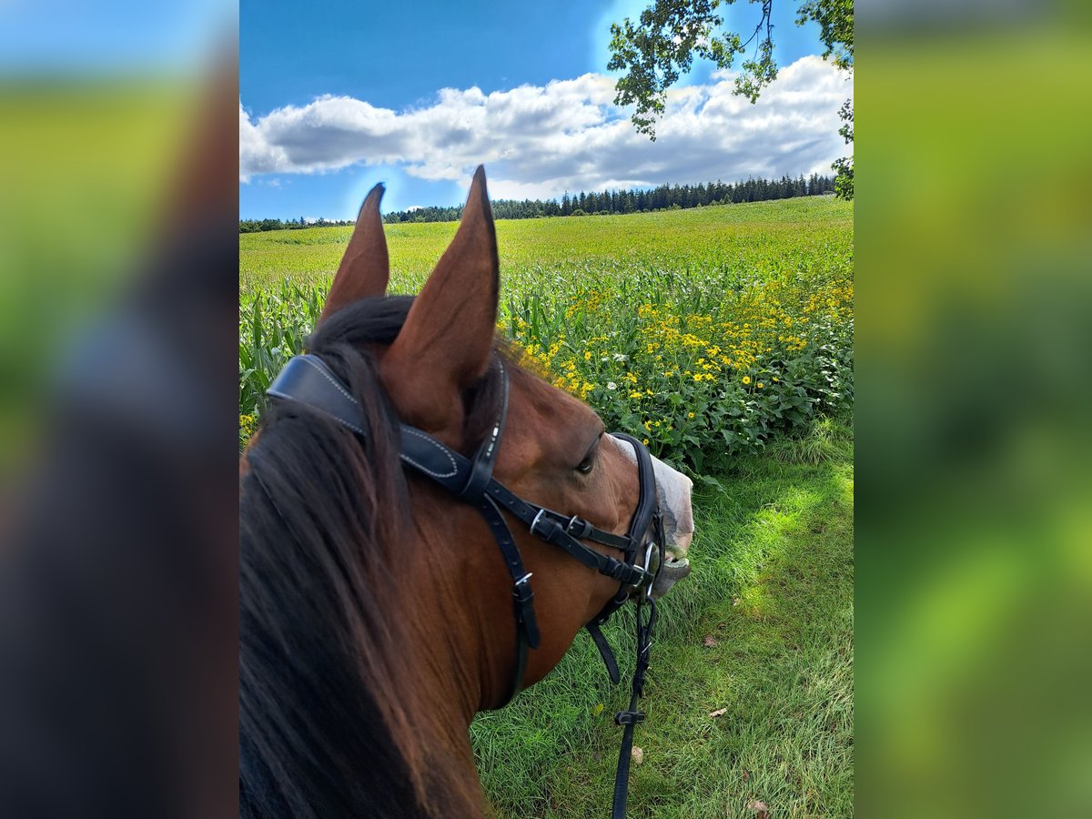 Shagya Arabian Gelding 7 years 15,3 hh Brown in Dettingen