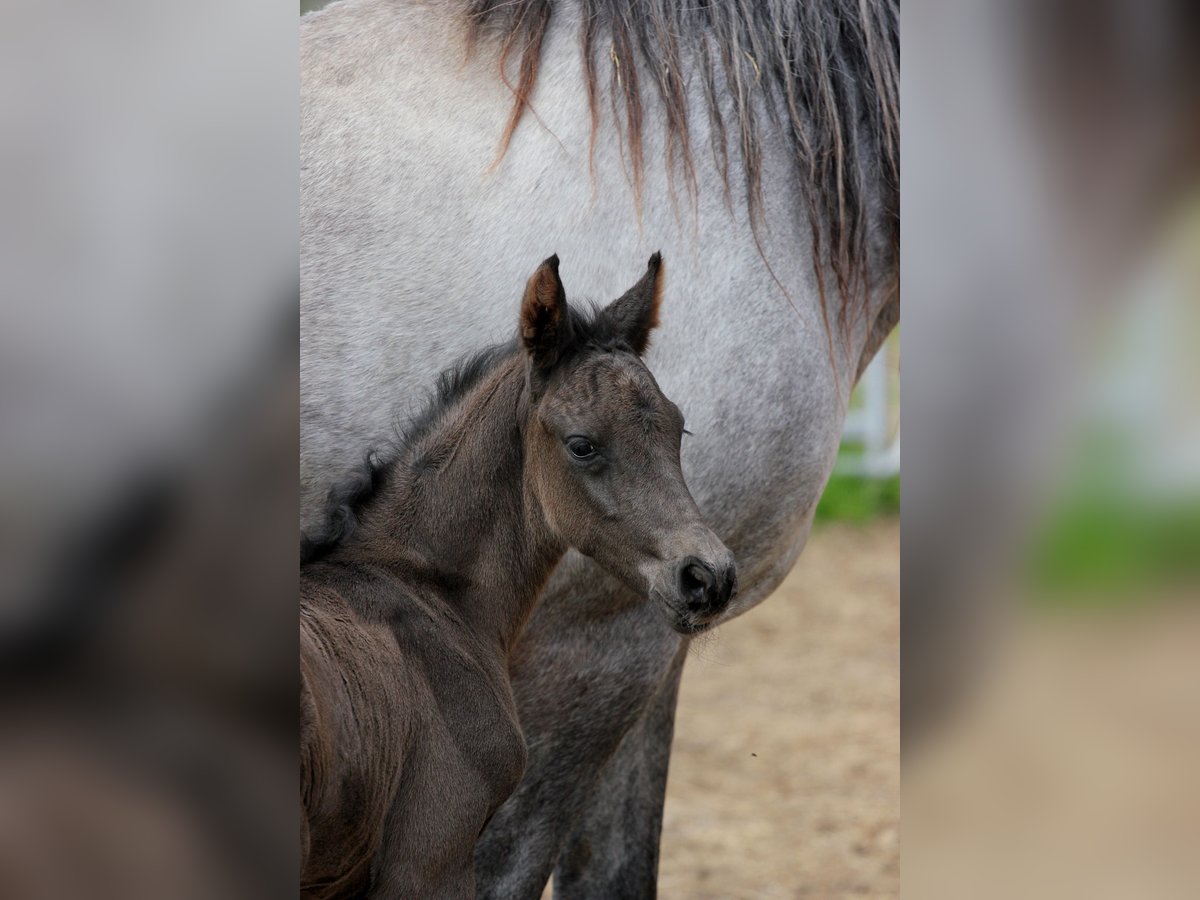 Shagya Arabian Gelding Black in Kladruby Shagya Arabian Gelding Black in Kladruby