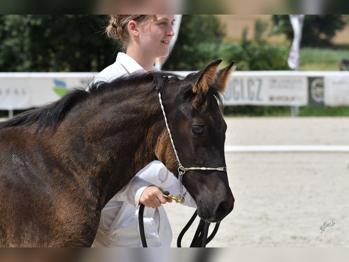 Shagya Arabian Gelding Foal (03/2025) Black in Kladruby