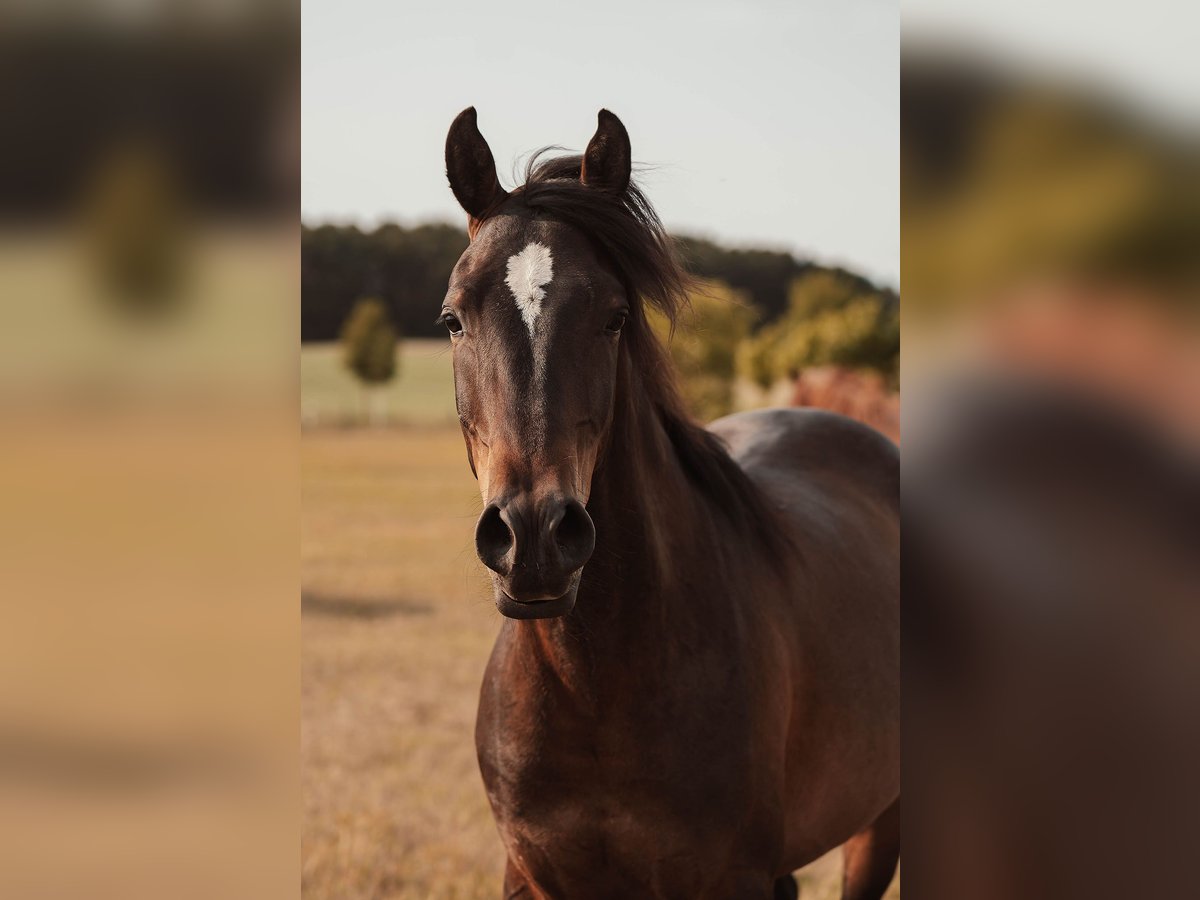 Shagya Arabian Hongre 3 Ans 157 cm Bai in Sch&#xF6;nwalde-Glien OT Wansdorf