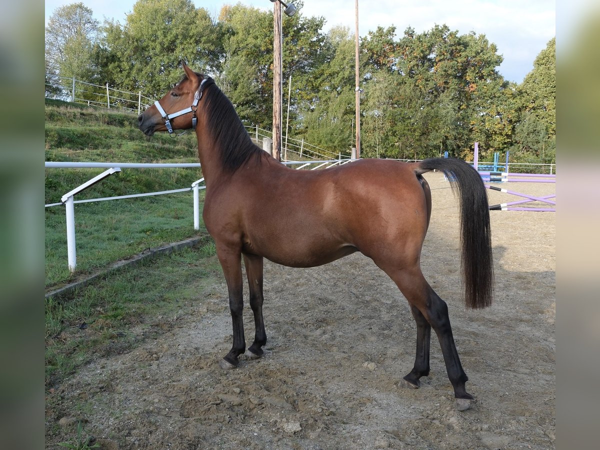 Shagya Arabian Hongre 5 Ans 153 cm Bai in Neuhaus in der Wart