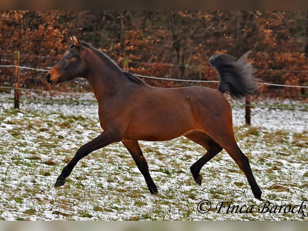 Shagya Arabian Hongre 6 Ans 150 cm Bai in Wiebelsheim