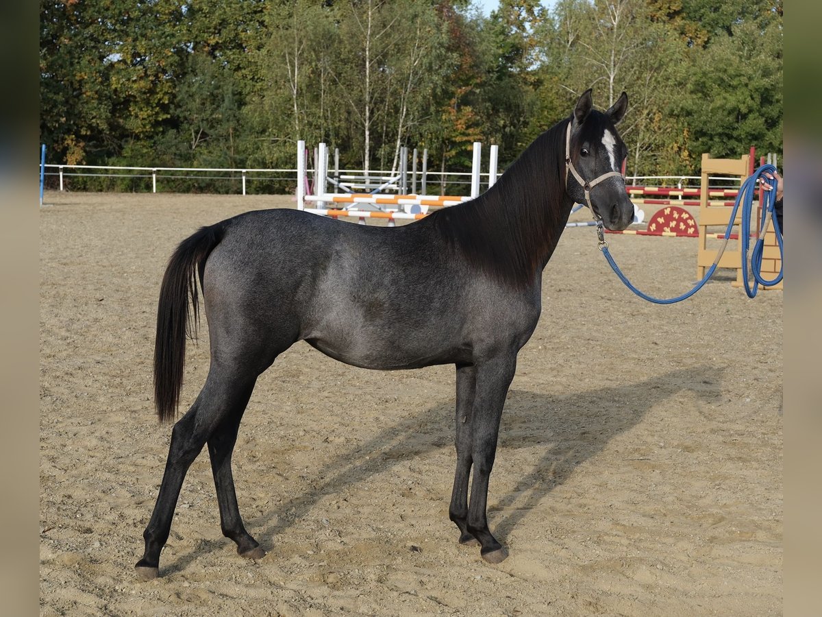 Shagya Arabian Jument 1 Année 155 cm Gris in Neuhaus in der Wart