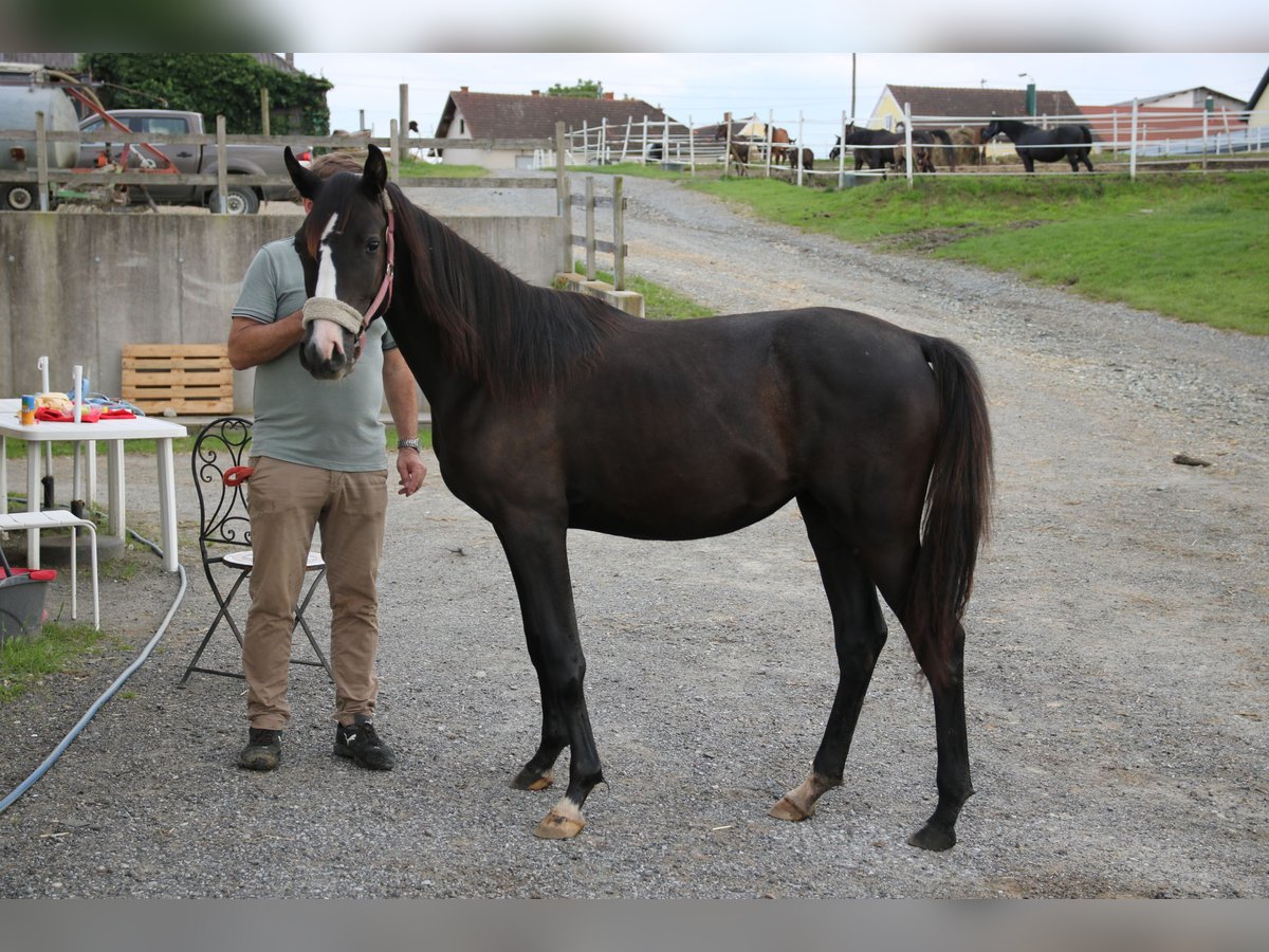 Shagya Arabian Jument 1 Année Gris in Neuhaus in der Wart