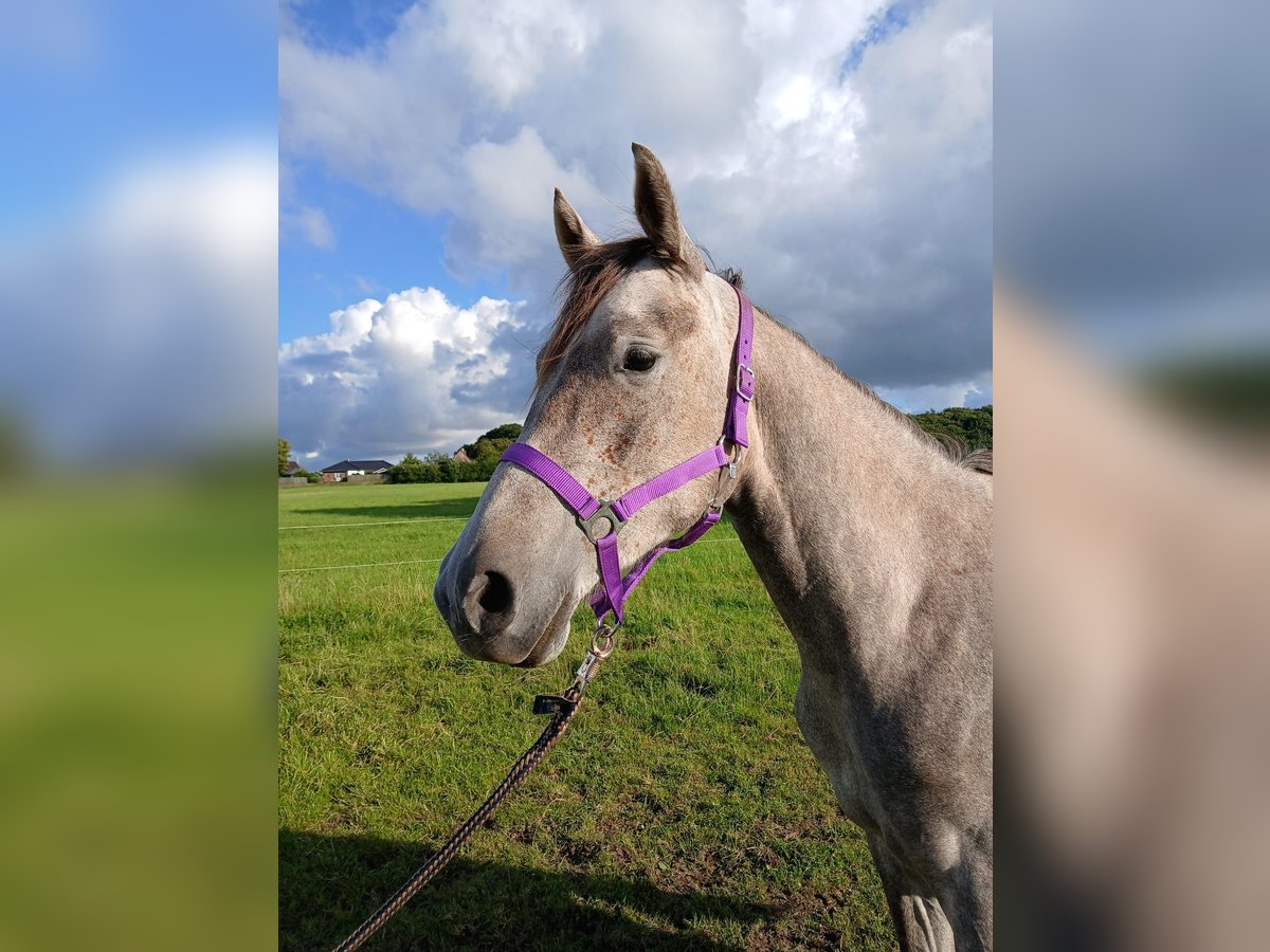 Shagya Arabian Jument 2 Ans 153 cm Aubère in Gl&#xFC;cksburg