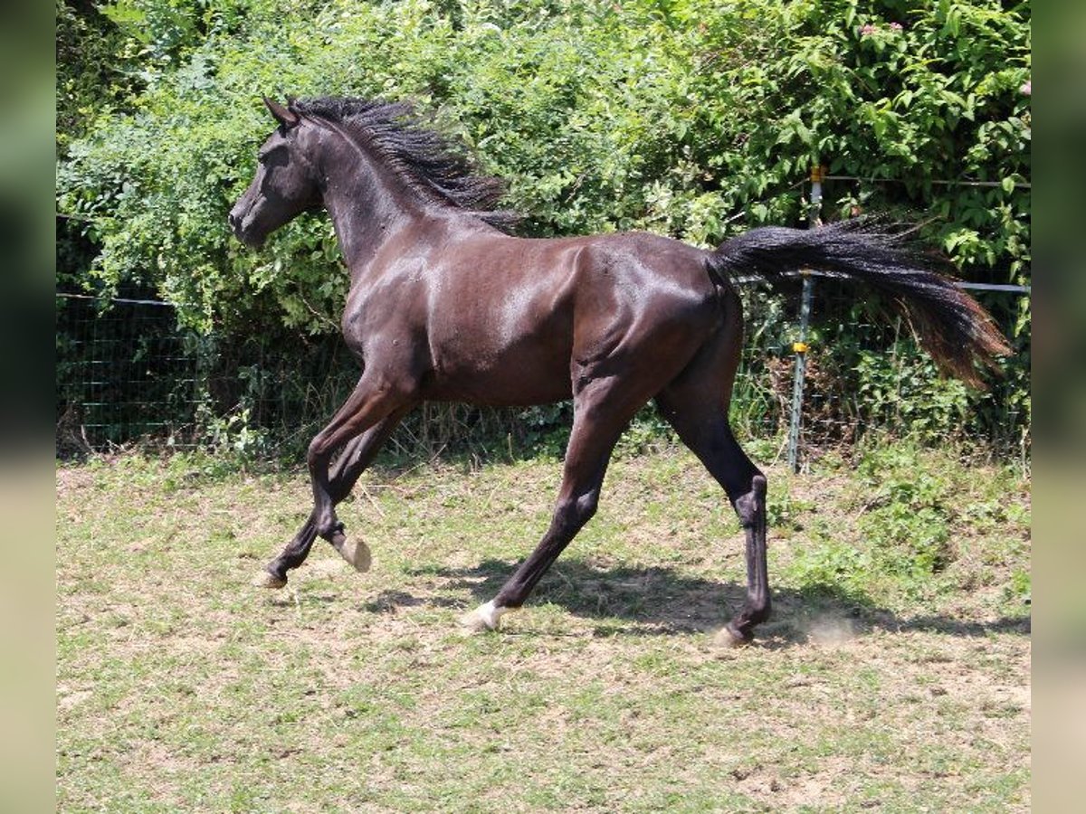 Shagya Arabian Jument 2 Ans 160 cm Noir in Tiefenbach