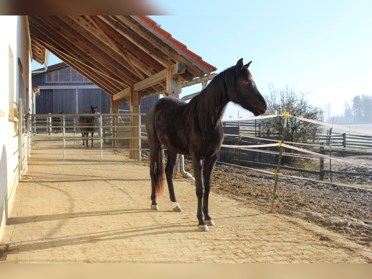 Shagya Arabian Jument 3 Ans 160 cm Noir in Tiefenbach