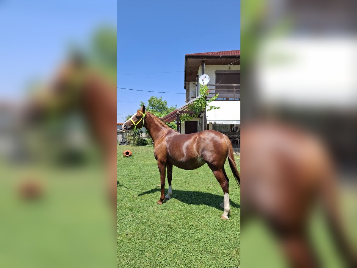 Shagya Arabian Jument 6 Ans 166 cm Bai cerise in &#x425;&#x430;&#x441;&#x43A;&#x43E;&#x432;&#x43E; / Khaskovo