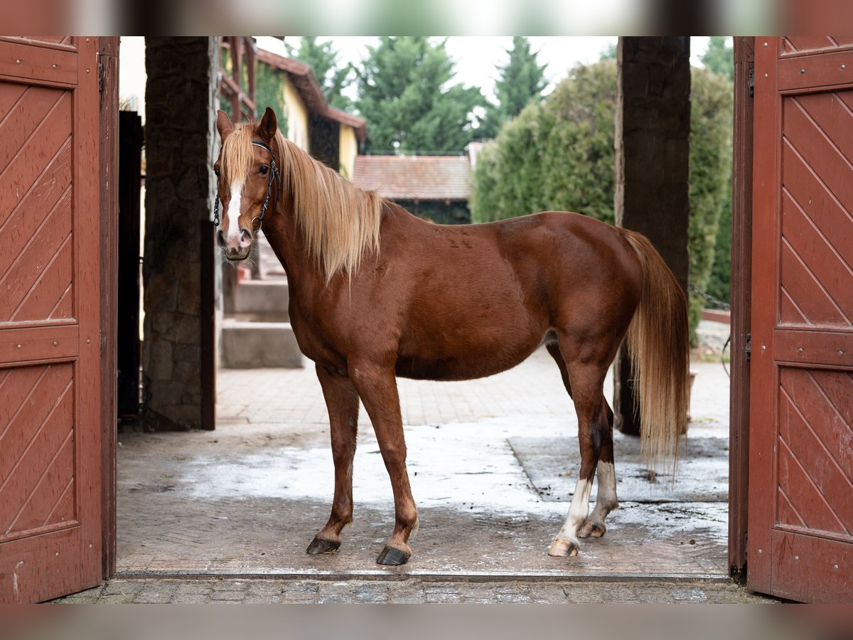 Shagya Arabian Jument 7 Ans 154 cm in Hantos