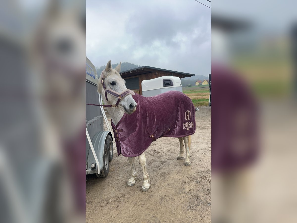 Shagya Arabian Croisé Jument 7 Ans 160 cm Gris moucheté in Nassau