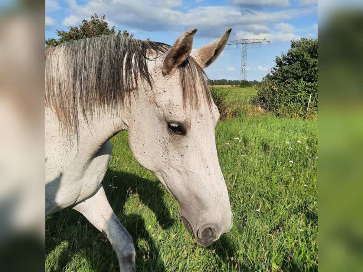 Shagya Arabian Jument 7 Ans 163 cm Gris in Friesack