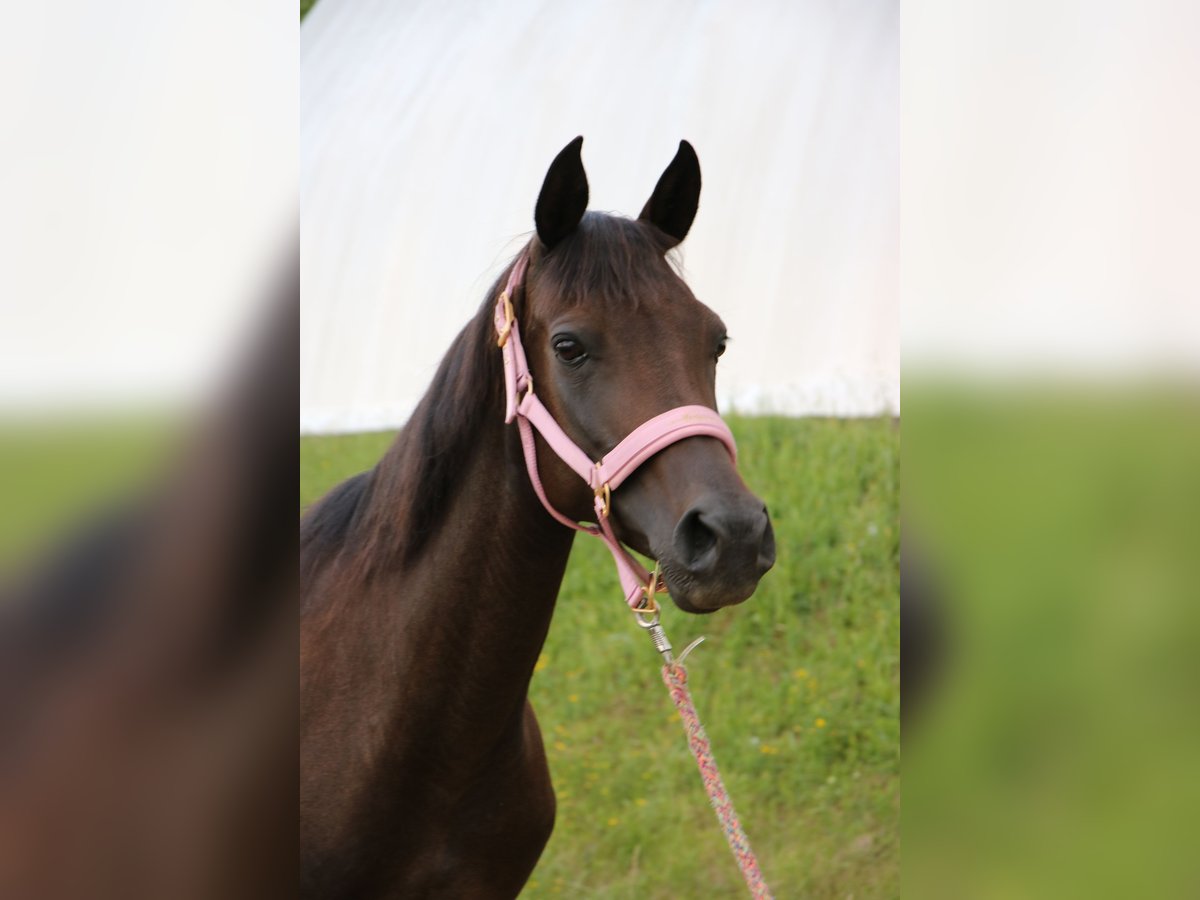 Shagya Arabian Jument 8 Ans 154 cm Bai brun in Neuhaus in der Wart