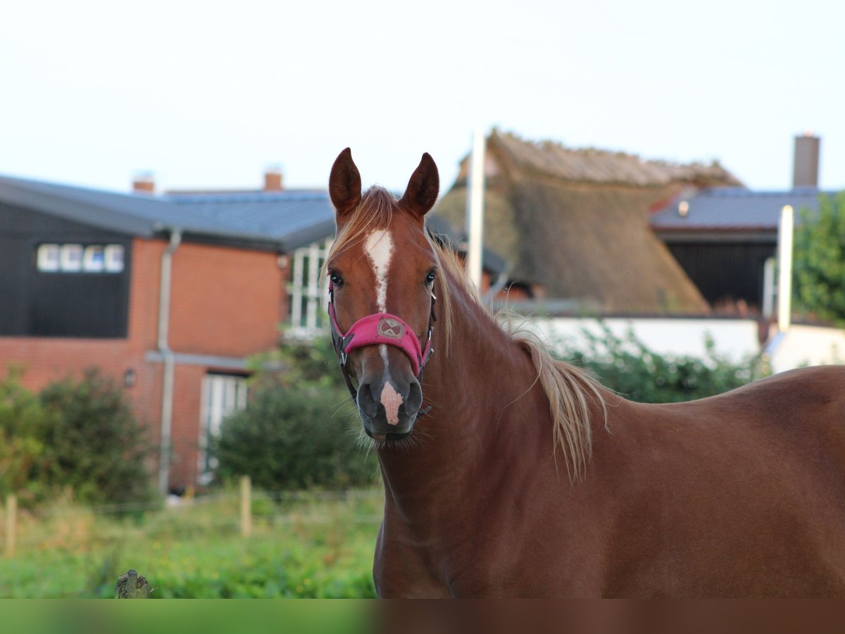 Shagya Arabian Mare 11 years 15 hh Chestnut-Red in Gl&#xFC;cksburg