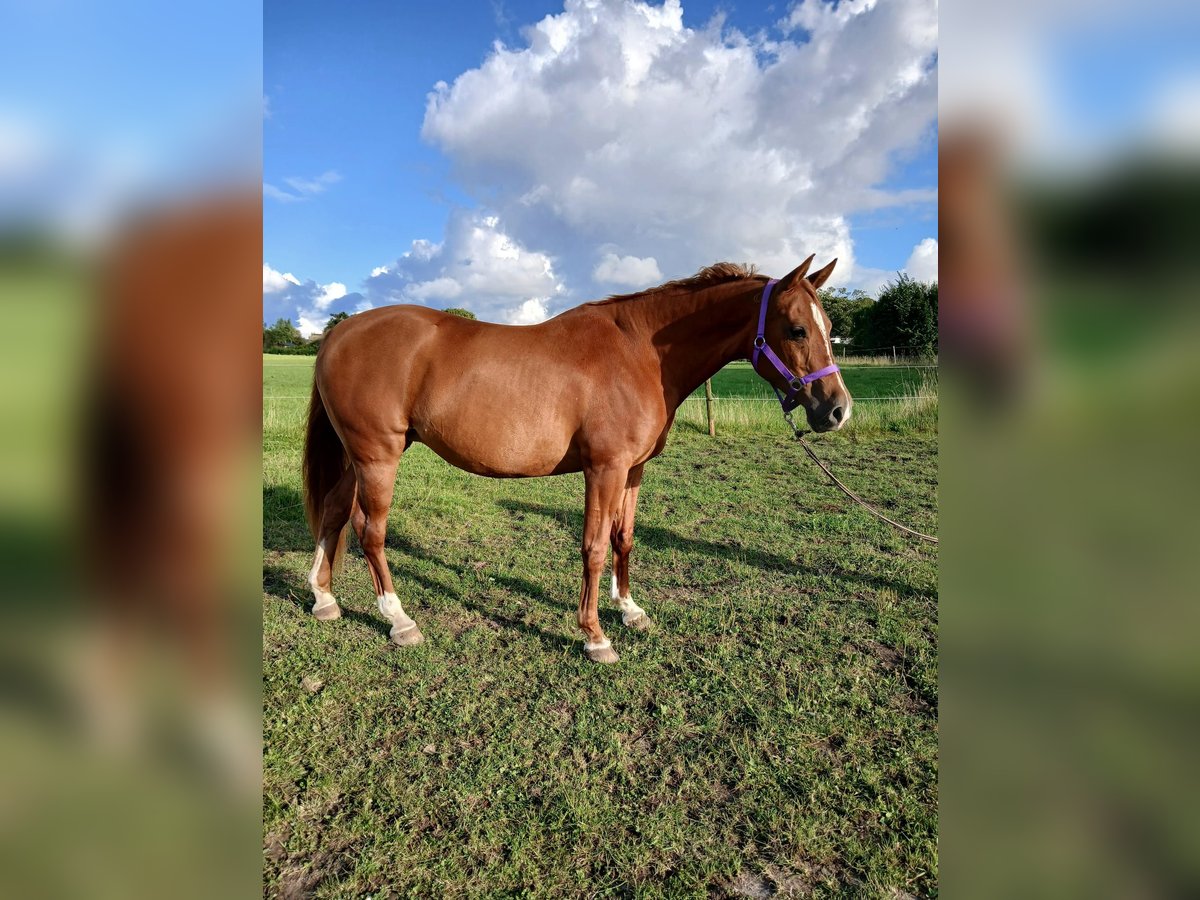 Shagya Arabian Mare 11 years 15 hh Chestnut-Red in Gl&#xFC;cksburg