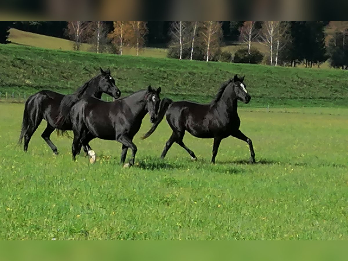 Shagya Arabian Mare 12 years Black in Mühldorf