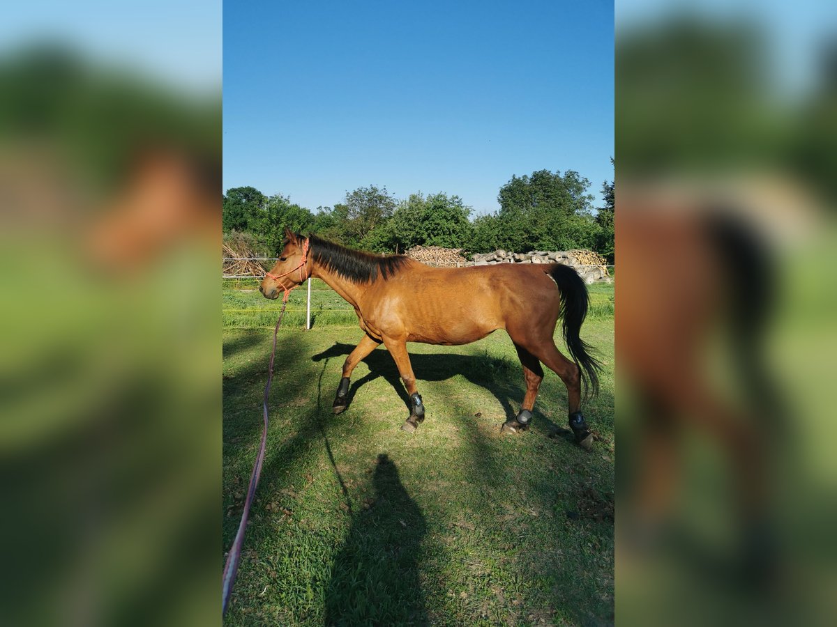 Shagya Arabian Mare 13 years 15,1 hh Brown-Light in Gyóró