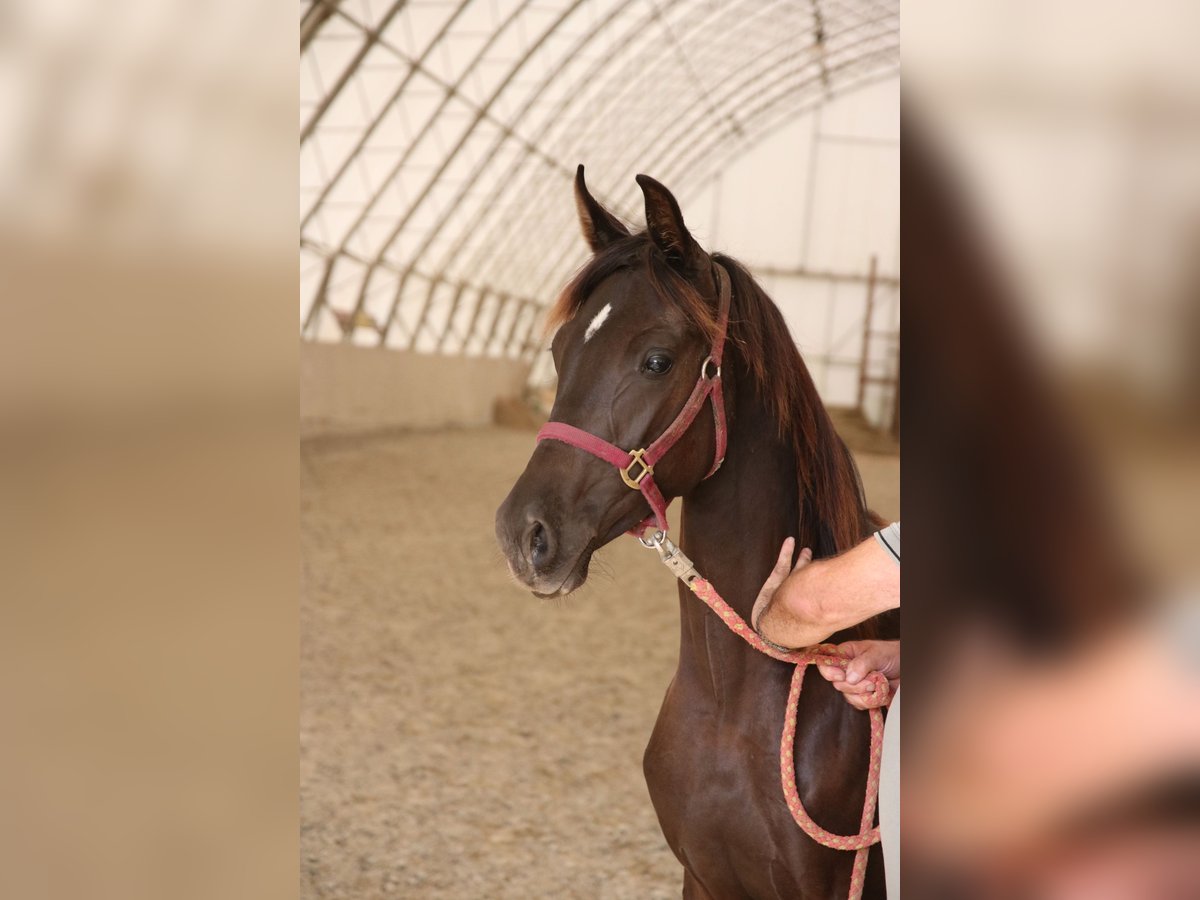 Shagya Arabian Mare 1 year Black in Neuhaus in der Wart