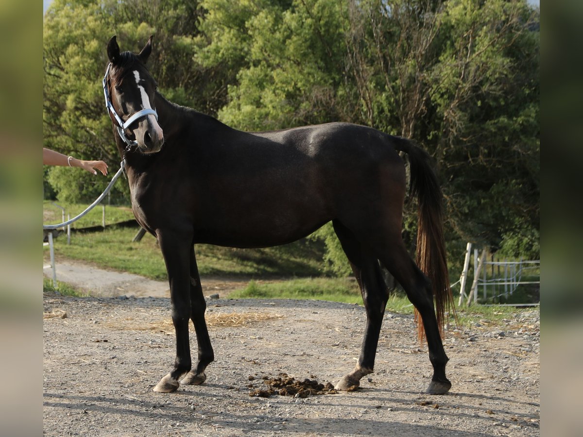 Shagya Arabian Mare 2 years Grey in Neuhaus in der Wart