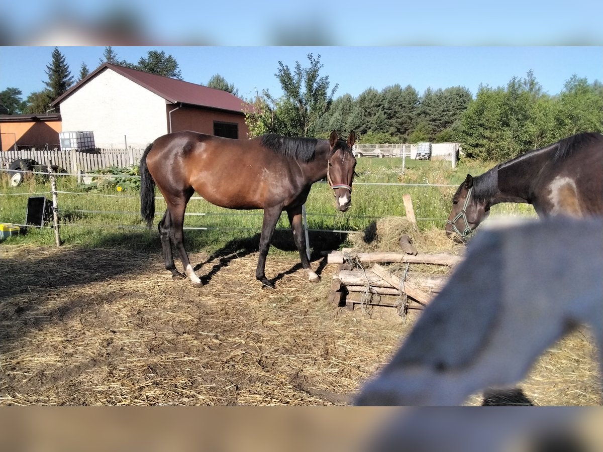 Shagya Arabian Mare 4 years 15,2 hh Bay-Dark in Kurzacze